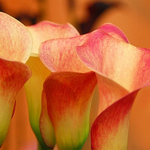 Zantedeschia 'Captain Safari', Calla Lily 'Captain Safari' , Arum Lily 'Captain Safari', Calla Lilies, Arum Lilies, Zantedeschia care, orange calla lilies, peach calla lilies